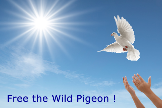 Free the Wild Pigeon